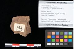 Foto (Objekt + Etikett) von Glyptostrobus europaeus Brongniart (NHMW-GEO-2024-0188-0153)